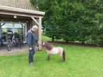 Zeer mooi miniatuur paardje, Hengst, Gechipt, 0 tot 2 jaar, A pony (tot 1.17m)