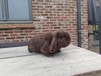 Minilop ram met stamboom, Dieren en Toebehoren, Konijnen