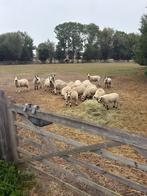 Schapen, Dieren en Toebehoren, Schapen, Geiten en Varkens, Meerdere dieren, Schaap, 0 tot 2 jaar