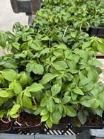 tuinplanten, Tuin en Terras, Planten | Tuinplanten, Ophalen, Vaste plant, Halfschaduw, Kruiden