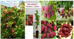 BRAMBOZEN PLANTEN = TAYBERRY, (IN POT) = Een must have!, Jardin & Terrasse, Plantes | Jardin, Plein soleil, Printemps, Enlèvement ou Envoi