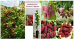 BRAMBOZEN PLANTEN = TAYBERRY, (IN POT) = Een must have!, Vaste plant, Fruitplanten, Ophalen of Verzenden, Lente