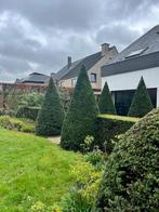 taxus kegels NIEUWE PRIJS, Jardin & Terrasse, Plantes | Arbustes & Haies, Taxus, Enlèvement, 250 cm ou plus, Arbuste