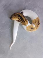 Bonjour Piebald dispo femelle mp info, Animaux & Accessoires, Enlèvement, Comme neuf