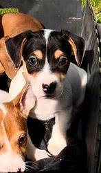 Jack russel pups, Dieren en Toebehoren, CDV (hondenziekte), België, Fokker | Hobbymatig, Jack Russell Terriër