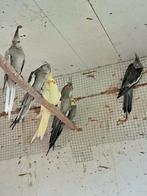 Valkparkieten, Dieren en Toebehoren, Tam