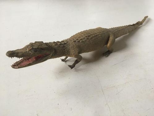 Opgezette oude krokodil - taxidermie, Antiek en Kunst, Curiosa en Brocante, Ophalen of Verzenden