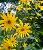 aardpeer eetbare knol en mooie bloemen, Tuin en Terras, Ophalen