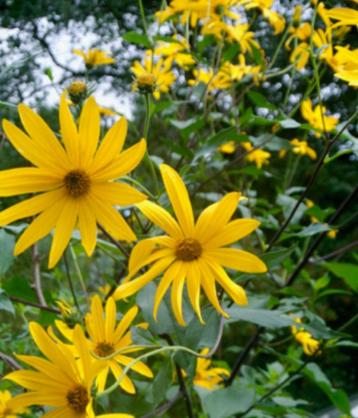 aardpeer eetbare knol en mooie bloemen beschikbaar voor biedingen