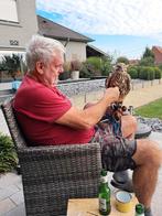 sakervalk wijf, Dieren en Toebehoren, Vrouwelijk, Roofvogel, Geringd