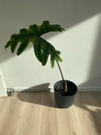 Alocasia Jacklyn XL, Enlèvement ou Envoi