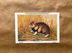 Zoogdieren der Belgische Fauna nr. 8 hamster, Verzamelen, Postkaarten | Dieren, Ophalen of Verzenden, Ongelopen, Knaagdier