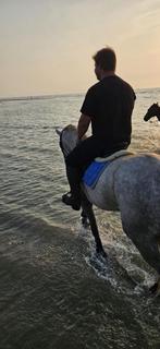 Zangersheide merrie, Dieren en Toebehoren, Paarden, Merrie, Gechipt, Niet van toepassing, 7 tot 10 jaar