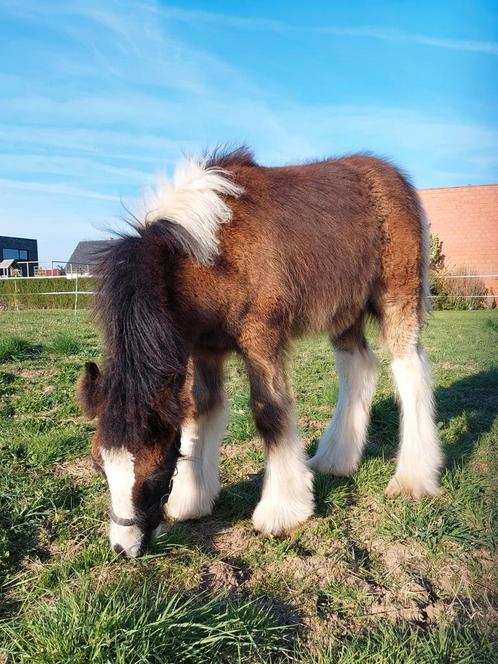 Fors en groot hengstenveulen Tinker/Irish Cob, Dieren en Toebehoren, Paarden en Pony's | Overige Paardenspullen, Ophalen
