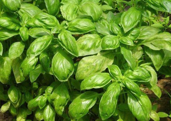 Basilic génois - 15 graines, Jardin & Terrasse, Bulbes & Semences, Graine, Printemps, Plein soleil, Envoi