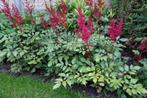 Astilbe (rood), Tuin en Terras, Ophalen, Zomer, Vaste plant, Volledige schaduw
