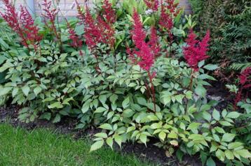 Astilbe (rood) beschikbaar voor biedingen