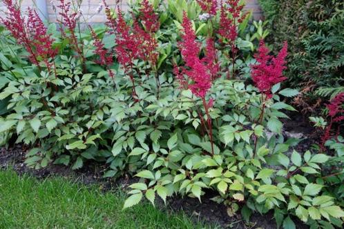 Astilbe (rood), Tuin en Terras, Planten | Tuinplanten, Vaste plant, Volledige schaduw, Zomer, Ophalen