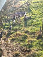 Allerlei kippen en hanen te koop, Dieren en Toebehoren, Meerdere dieren, Kip