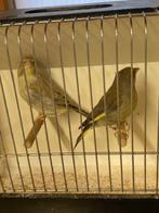 schotse groenvinken, Dieren en Toebehoren, Vogels | Overige Vogels, Meerdere dieren, Wildzangvogel, Geringd