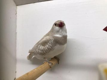 Gezocht Diamantvink Man, Mâle, Oiseau tropical, Bagué