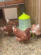 Legkippen €9 per stuk, Dieren en Toebehoren, Pluimvee