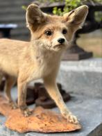 Opgezette vos, Antiek en Kunst, Ophalen of Verzenden