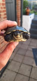 Moerasschildpad / chinese streepschildpad, Dieren en Toebehoren, Ophalen, Zo goed als nieuw