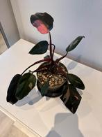 Philodendron pink princess, Huis en Inrichting, Kamerplanten, Ophalen