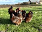 Wyandotte kriel kippen Roodporselein gesekst + ingeënt, Dieren en Toebehoren, Vrouwelijk, Kip