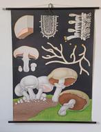 Cartes scolaires sur toile , années 70, Antiquités & Art, Antiquités | Cartes scolaires, Enlèvement