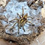 Neoholothele incei, Dieren en Toebehoren, Insecten en Spinnen