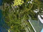 Breede waterpest, Tuin en Terras, Vijvers, Ophalen, Zo goed als nieuw
