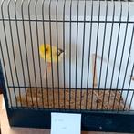 Glosterman van 2024 = 15€