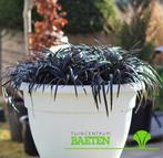 Zwart gras Negro Ophiopogon 125 potjes, Tuin en Terras, Planten | Tuinplanten, Halfschaduw, Vaste plant, Bodembedekkers, Ophalen