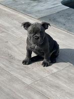 Franse bulldog pups te koop, Dieren en Toebehoren, Honden | Bulldogs, Pinschers en Molossers, België, Particulier, 8 tot 15 weken