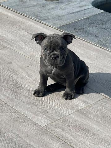 Franse bulldog pups te koop beschikbaar voor biedingen