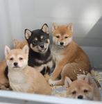 Shiba inu pups nestje beschikbaar, België, Overige rassen, 8 tot 15 weken, CDV (hondenziekte)