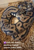 Python 200 euro discutable, Dieren en Toebehoren