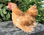 Cochin kriel, Dieren en Toebehoren, Pluimvee