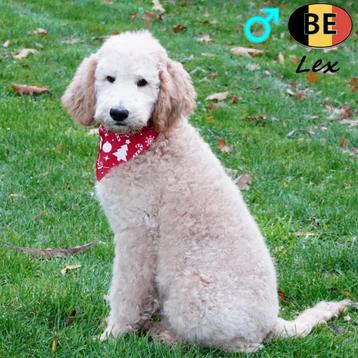 Koningspoedel (Zwart en Abrikoos) Belgische pups te koop beschikbaar voor biedingen