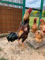 Shamo jap haan, Dieren en Toebehoren, Pluimvee