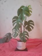 Monstera Deliciosa „Variegata”, Huis en Inrichting, Ophalen, Overige soorten, Halfschaduw, In pot