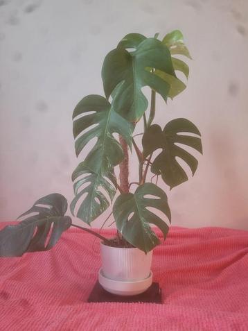 Monstera Deliciosa „Variegata” beschikbaar voor biedingen