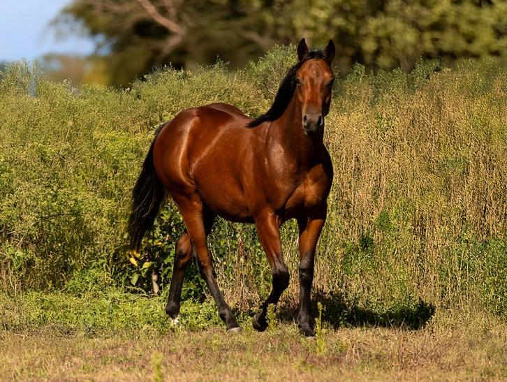 Quarter ruin, Dieren en Toebehoren, Paarden, Ruin, Onbeleerd, Minder dan 160 cm, 0 tot 2 jaar, Westernpaard, Met stamboom, Gechipt