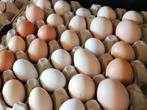 Verse bio-eitjes van gelukkige kippen (1 plaat v 30 eitjes), Diversen, Levensmiddelen, Ophalen