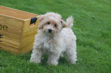 Kruising poedel pups niet verharend beschikbaar voor biedingen