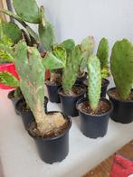 Cactus de barbarie, Huis en Inrichting, Kamerplanten, Cactus, Minder dan 100 cm, Ophalen
