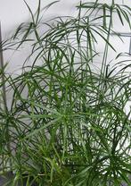 Stekje van Papyrus kamerplant, Huis en Inrichting, Kamerplanten, Overige soorten, 150 tot 200 cm, Volle zon, Ophalen