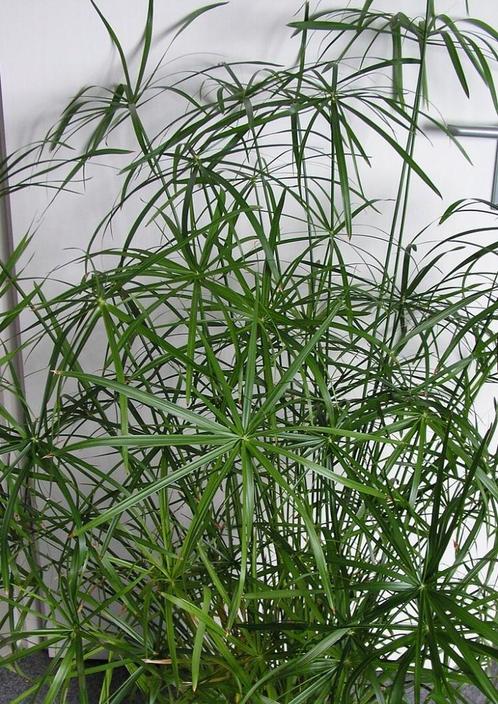 Stekje van Papyrus kamerplant, Maison & Meubles, Plantes d'intérieur, Autres espèces, 150 à 200 cm, Plante verte, Plein soleil